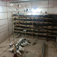 طوقی روزگاری