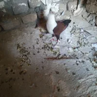 جفت کلاغ