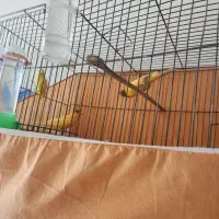 قناری نر و ماده بخون|پرنده|ساوه, |دیوار