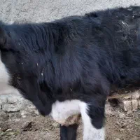 گوساله سیمینتال فروش فوری