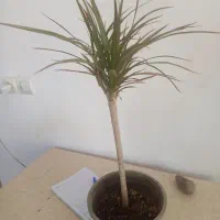 فروش انواع گلهای آپارتمانی‌وهویا|گل و گیاه طبیعی|قشم, |دیوار