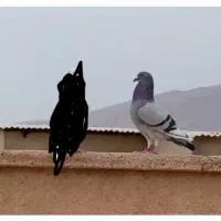 کبوتر پلاکی