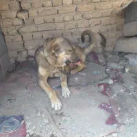 واگذاری ماده پژدر|سگ|ملایر, |دیوار