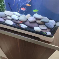 ماهی تایگر بارب|ماهی|ری, سیزده آبان|دیوار