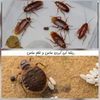 سمپاشی سوسک ساس دریک مرحله سم پاشی|خدمات نظافت|تهران, امام حسین|دیوار
