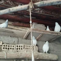 چهار جفت شیخی ابری ونقره ای بفروش می رسد|پرنده|شادگان, |دیوار