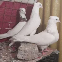 جفت طوقی با جوانه|پرنده|سرپل ذهاب, |دیوار