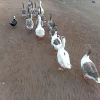 غاز|حیوانات مزرعه|چاف و چمخاله, |دیوار