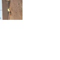 بز پاکستانی شیرا|حیوانات مزرعه|اصفهان, براآن شمالی|دیوار