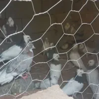 فروش کفتر