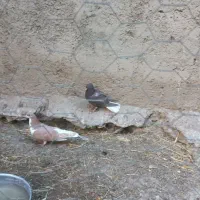 یه زیل و سرکه ای دمسفید مقلف و یه خوشرنگ|پرنده|محمدیه-قزوین, |دیوار