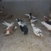 کروتر|پرنده|الوند, |دیوار