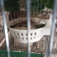 سهره نر ماده مولد وجوجه نقش|پرنده|شاهین‌شهر, حاجی آباد|دیوار