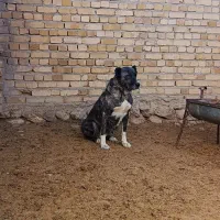 ۲قلاده سگ گله ای نر ماده