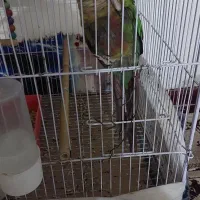 گل (پرنده)|گل و گیاه طبیعی|چناران, |دیوار