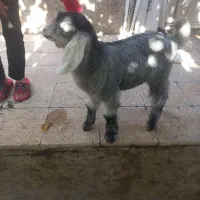 بزغاله ۲ماهه|حیوانات مزرعه|قوچان, |دیوار