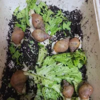 حلزون آچاتینا|خزنده|مشهد, بهمن|دیوار