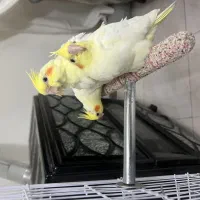 عروس هلندی مولد جوجه دستی نرسخنگو