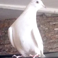 ماده تهرانی پرشتی