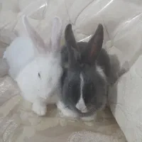 دو عدد خرگوش خانگی