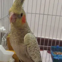 یک جفت عروس هلندی|پرنده|رشت, معلولین|دیوار