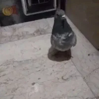 کبوتر بیرون مونده|پرنده|اسلام‌شهر, شهرک قائمیه|دیوار