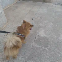 فروش‌سگ‌پامرانیان