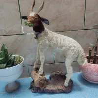 مجسمه|مجسمه، تندیس، ماکت|یاسوج, |دیوار