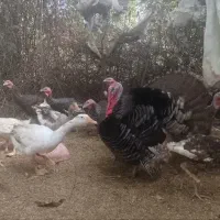 بوقلمون و غاز  بخونید|حیوانات مزرعه|رودسر, |دیوار