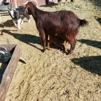 بزجوان|حیوانات مزرعه|سرایان, |دیوار