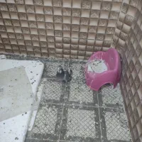 نر بدرنگ پلنگ