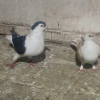 کفتر رنگه|پرنده|مشهد, نوید|دیوار