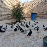 کبوتر کله اهوازی