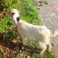 فروش بزغاله  درشوش