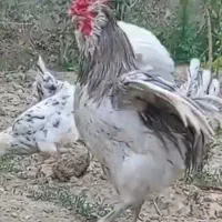 خروس گلین طوسی