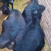 میش های قره قزل عتیقه آبستن و بره دار|حیوانات مزرعه|تهران, مخصوص|دیوار