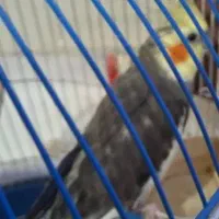 پرنده عروس هلندی|پرنده|ساری, |دیوار