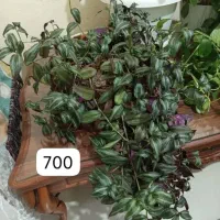 گل آپارتمان طبیعی|گل و گیاه طبیعی|پردیس, فاز ۴|دیوار