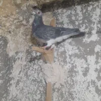 کفتر آلمانی ۱۵تا دونه ۱۷۰