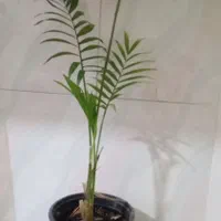 نخل شامادورا|گل و گیاه طبیعی|قم, آذر (نکویی)|دیوار