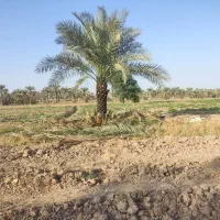 خدمات باغبانی و نخل|خدمات باغبانی و درختکاری|اهواز, بهارستان|دیوار