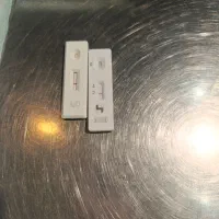 توله شیتزو اصل|سگ|شاهین‌شهر, مسکن مهر|دیوار