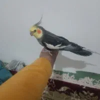 عروس هلندی کاملا دستی