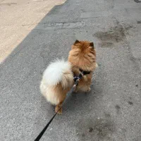 چاو چاو پرتقالی با پنچه های شاه توله|سگ|رشت, معلم|دیوار