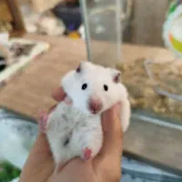 همستر یک ماهه