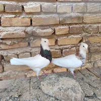 کفتر طوقی