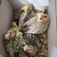 جوجه عروس هلندی