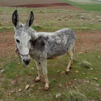 خر ماده 6 ساله