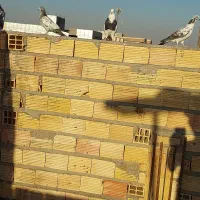 چنتا رنگی دوری