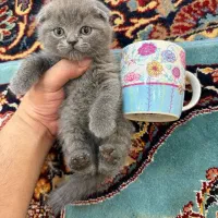 اسکاتیش بریتیش|گربه|بیرجند, |دیوار